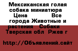 Мексиканская голая собака миниатюра › Цена ­ 53 000 - Все города Животные и растения » Собаки   . Тверская обл.,Ржев г.